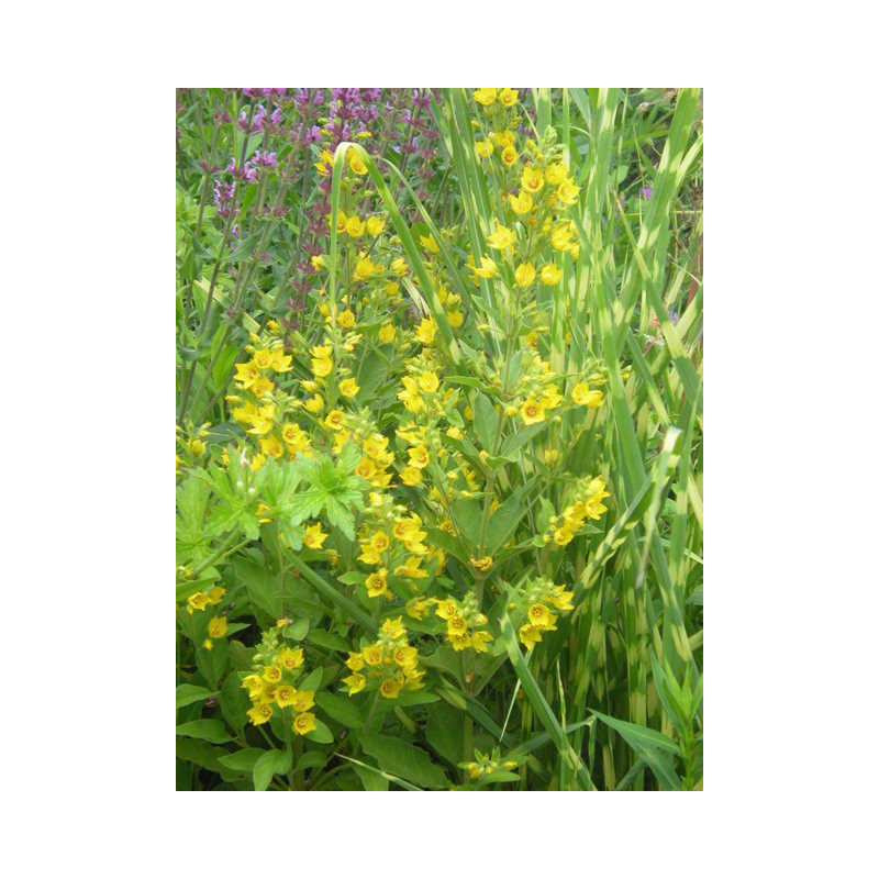 LYSIMACHIA punctata
