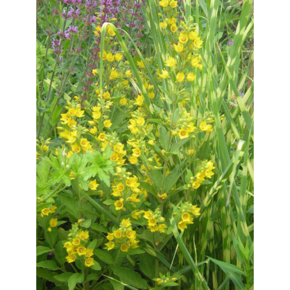 LYSIMACHIA punctata