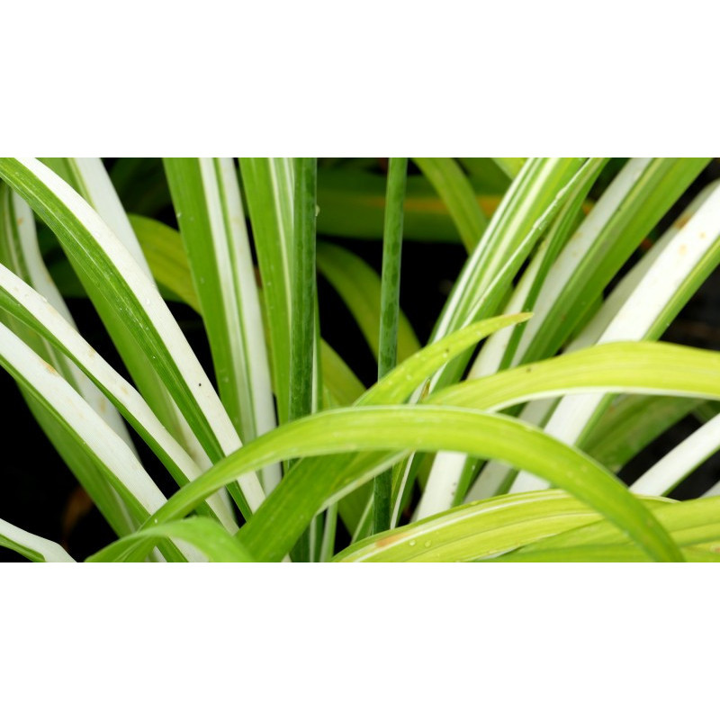 HEMEROCALLIS fulva 'Kwanso Variegata' HEMEROCALLIS fulva 'Kwanso Variegata'