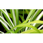 HEMEROCALLIS fulva 'Kwanso Variegata' HEMEROCALLIS fulva 'Kwanso Variegata'