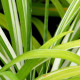 HEMEROCALLIS fulva 'Kwanso Variegata'