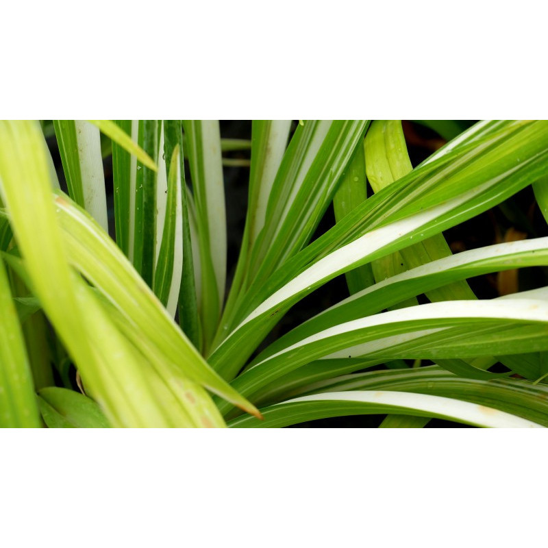 HEMEROCALLIS fulva 'Kwanso Variegata' HEMEROCALLIS fulva 'Kwanso Variegata'