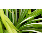 HEMEROCALLIS fulva 'Kwanso Variegata' HEMEROCALLIS fulva 'Kwanso Variegata'
