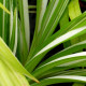 HEMEROCALLIS fulva 'Kwanso Variegata'