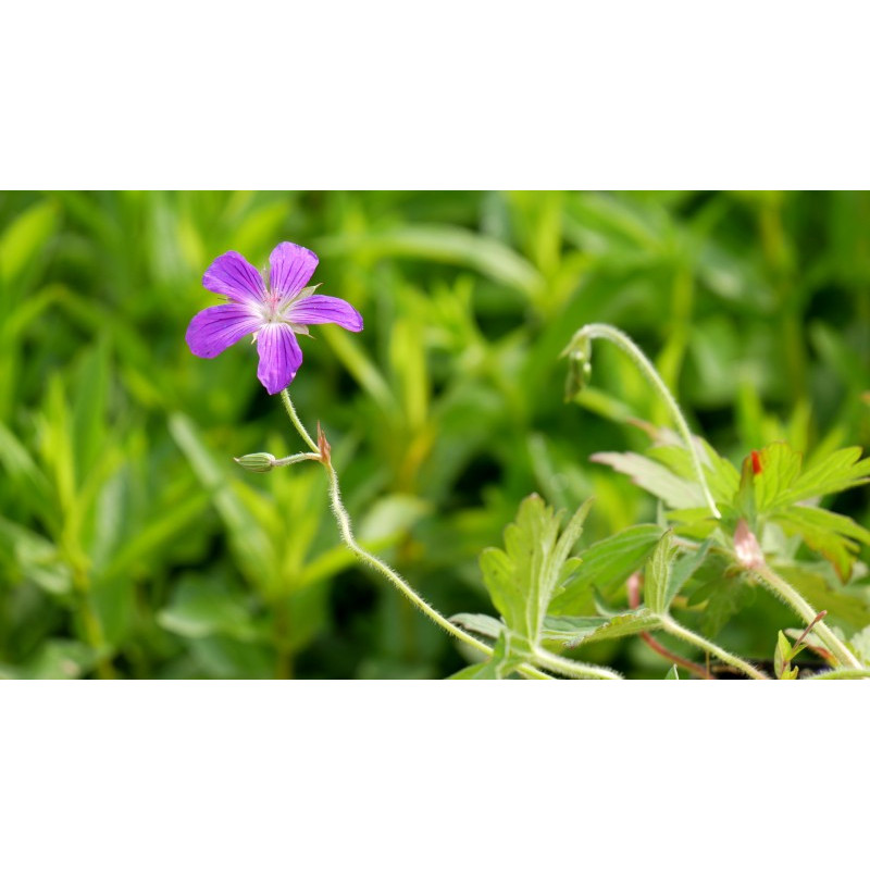 GERANIUM palustre GERANIUM palustre