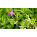 GERANIUM palustre GERANIUM palustre