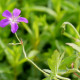 GERANIUM palustre