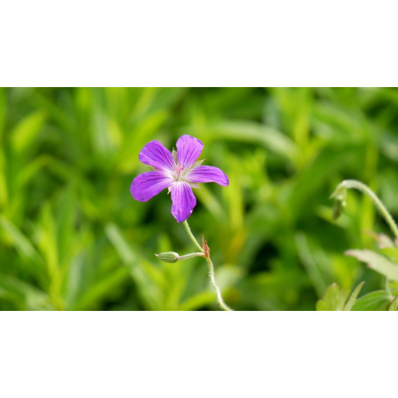 GERANIUM palustre