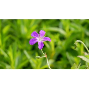 GERANIUM palustre