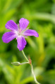 GERANIUM palustre