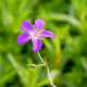 GERANIUM palustre