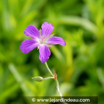 GERANIUM palustre