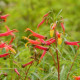 LOBELIA laxiflora