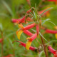 LOBELIA laxiflora