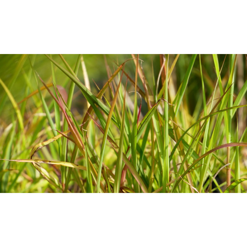 MISCANTHUS 'Purpurascens'