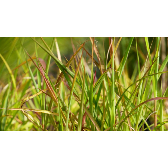 MISCANTHUS 'Purpurascens'