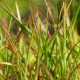 MISCANTHUS 'Purpurascens'