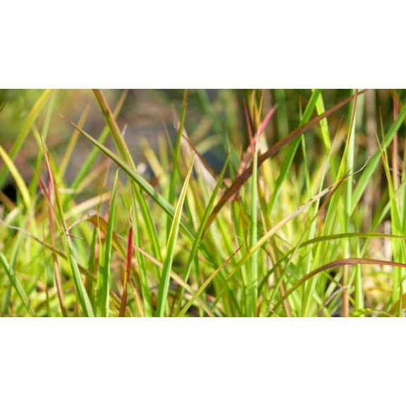 MISCANTHUS 'Purpurascens'