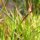 MISCANTHUS 'Purpurascens'