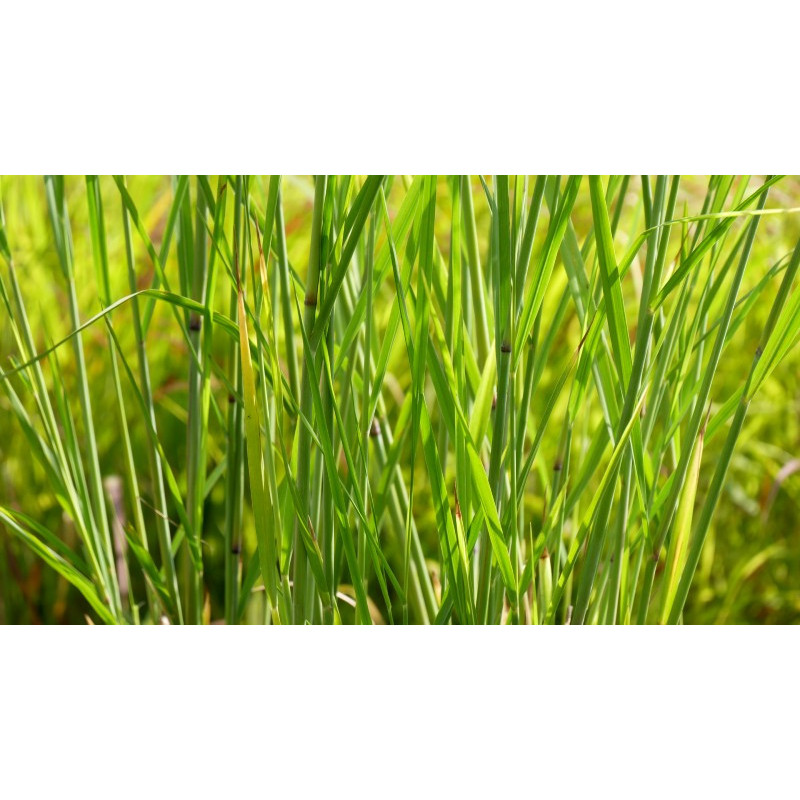 PANICUM virgatum 'Cloud Nine'