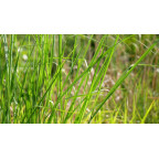 PANICUM virgatum 'Cloud Nine'