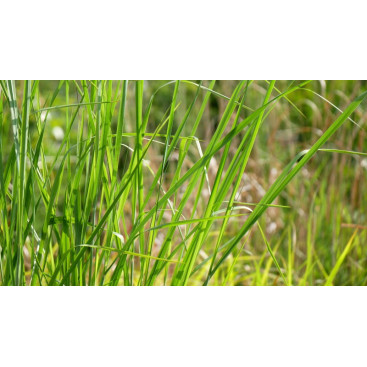 PANICUM virgatum \'Cloud Nine\'