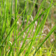 PANICUM virgatum 'Cloud Nine'