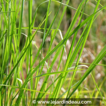 PANICUM virgatum &#039;Cloud Nine&#039;