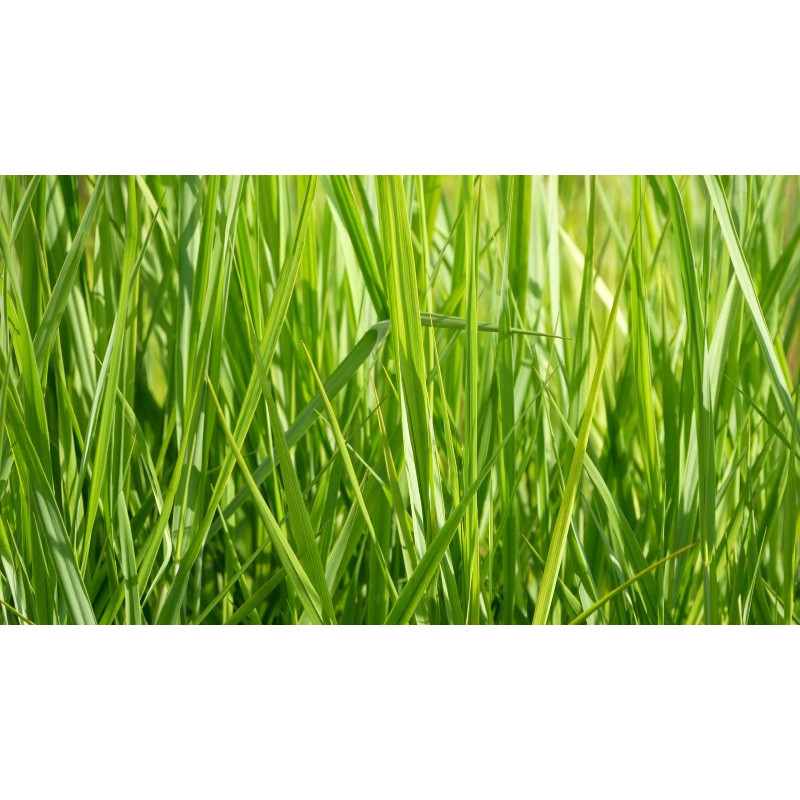 PANICUM virgatum 'Northwind'