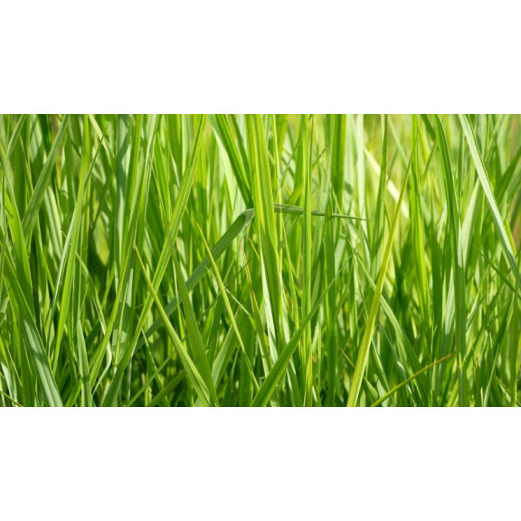 PANICUM virgatum 'Northwind'