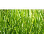 PANICUM virgatum 'Northwind'