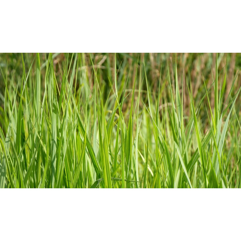 PANICUM virgatum 'Northwind'