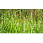 PANICUM virgatum 'Northwind'