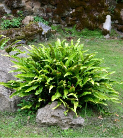 PHYLLITIS scolopendrium