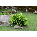 PHYLLITIS scolopendrium