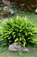 PHYLLITIS scolopendrium