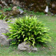 PHYLLITIS scolopendrium