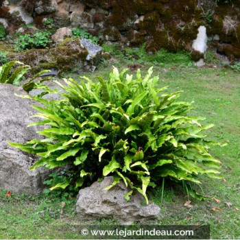 PHYLLITIS scolopendrium