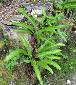 PHYLLITIS scolopendrium