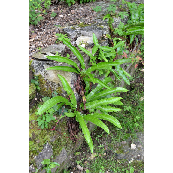 PHYLLITIS scolopendrium