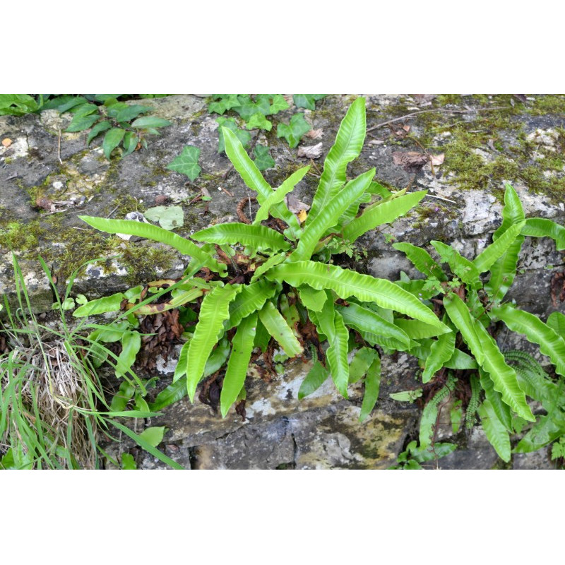 PHYLLITIS scolopendrium