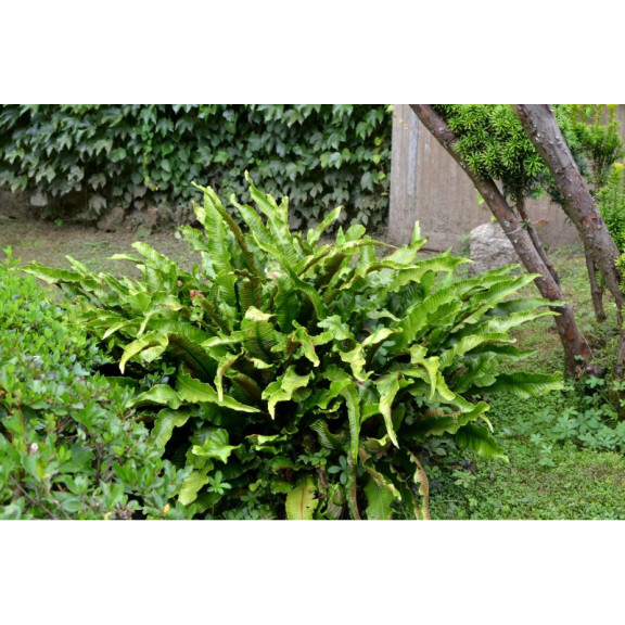 PHYLLITIS scolopendrium