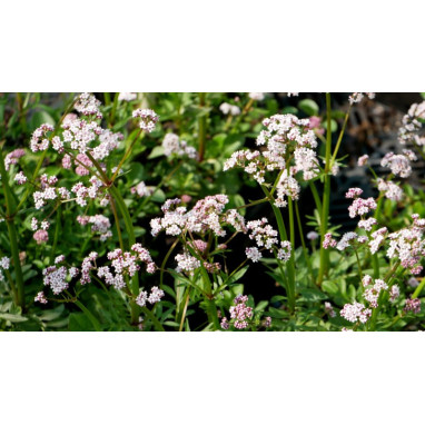 VALERIANA dioica
