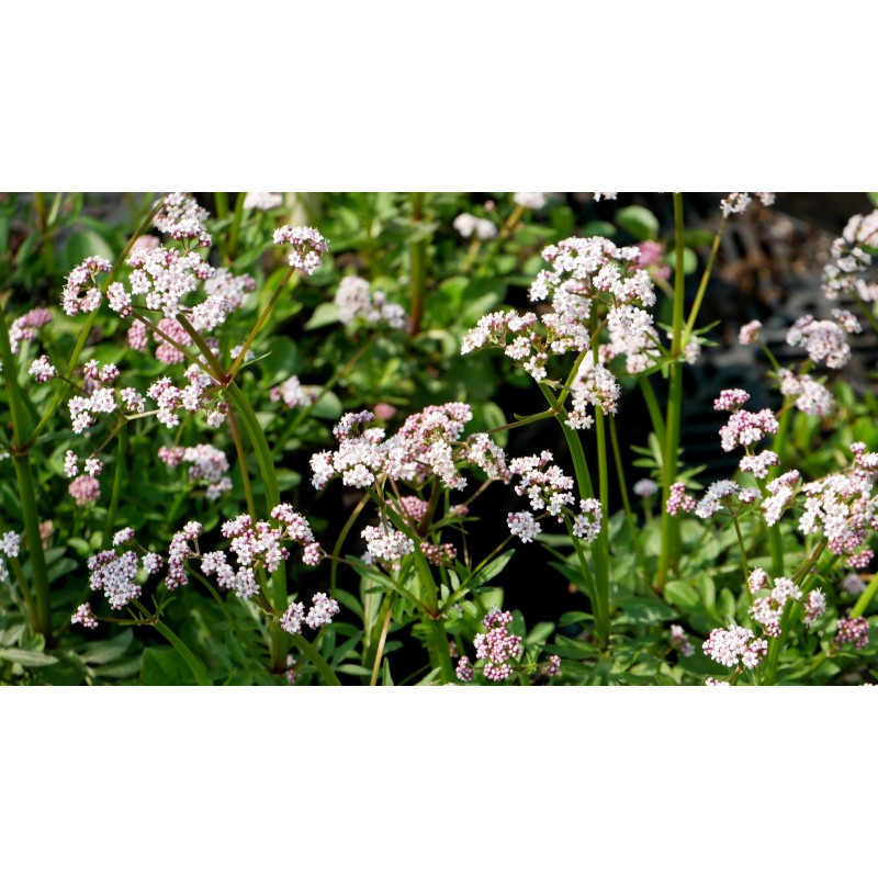 VALERIANA dioica
