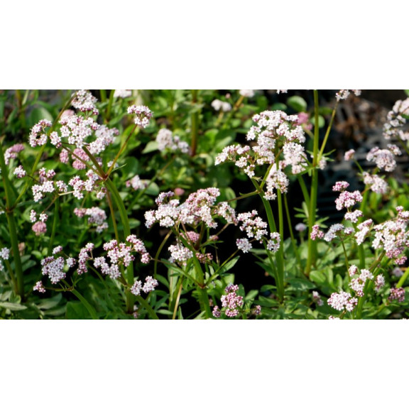 VALERIANA dioica