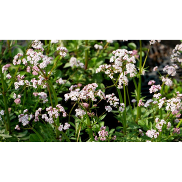 VALERIANA dioica