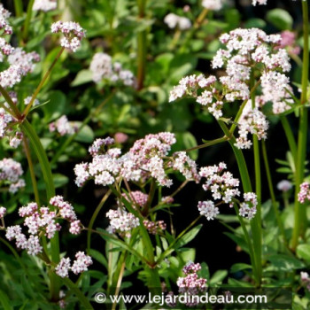 VALERIANA dioica