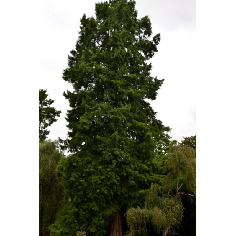 TAXODIUM distichum