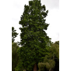 TAXODIUM distichum