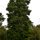 TAXODIUM distichum